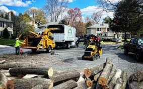 Best Tree Disease Treatment  in Massapequa Park, NY